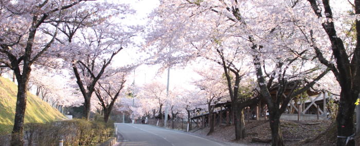 本荘高校トップ「桜坂」